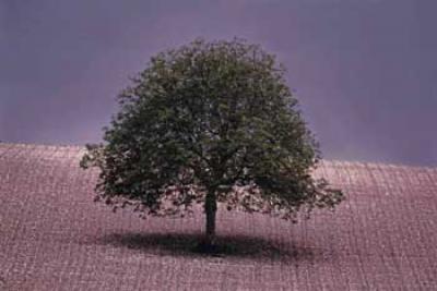 Dordogne France, Walnut Tree