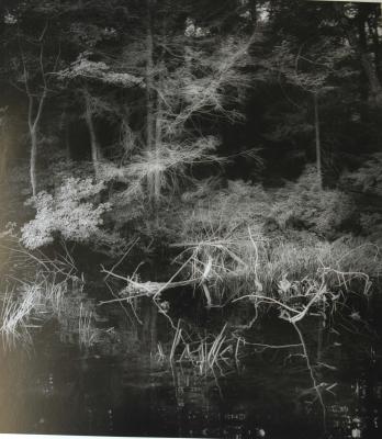 Willare Swamp, 1990