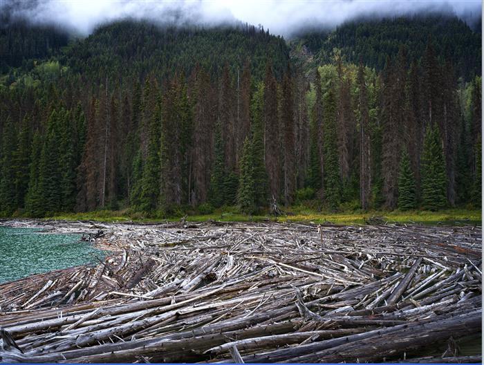 Log jam Canada by Gered Mankowitz 