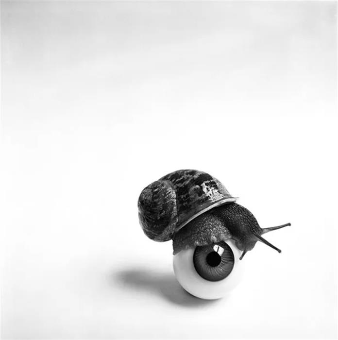 The Snail by Brian Duffy 
